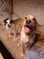 Собаки и кошки в добрые руки