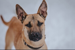 Собаки и кошки в добрые руки