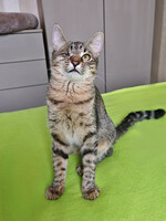 Собаки и кошки в добрые руки