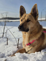 Собаки и кошки в добрые руки