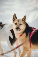 Собаки и кошки в добрые руки