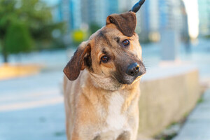 Собаки и кошки в добрые руки