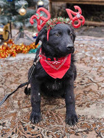 Собаки и кошки в добрые руки