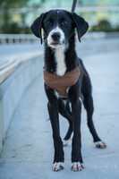 Собаки и кошки в добрые руки