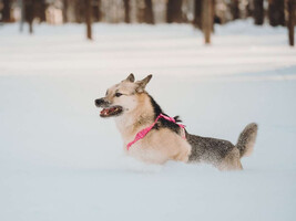 Собаки и кошки в добрые руки