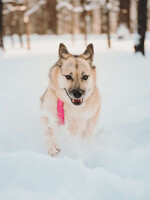 Собаки и кошки в добрые руки