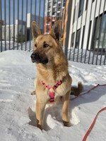 Собаки и кошки в добрые руки