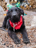 Собаки и кошки в добрые руки