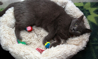 Собаки и кошки в добрые руки