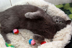 Собаки и кошки в добрые руки