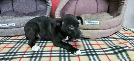 Собаки и кошки в добрые руки