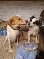 Собаки и кошки в добрые руки