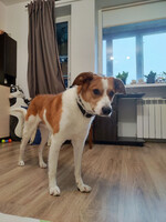 Собаки и кошки в добрые руки