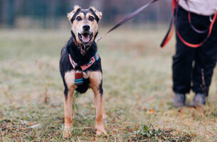 Собаки и кошки в добрые руки