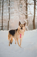 Собаки и кошки в добрые руки
