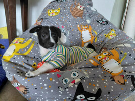 Собаки и кошки в добрые руки