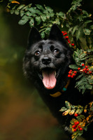 Собаки и кошки в добрые руки