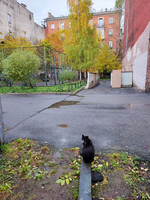 Собаки и кошки в добрые руки