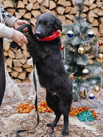 Собаки и кошки в добрые руки