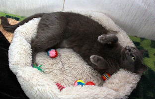 Собаки и кошки в добрые руки