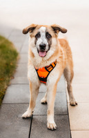 Собаки и кошки в добрые руки