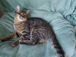 Собаки и кошки в добрые руки