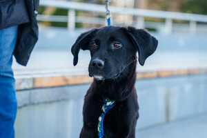 Собаки и кошки в добрые руки