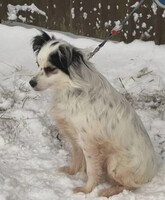 Собаки и кошки в добрые руки