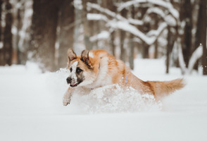 Собаки и кошки в добрые руки