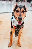 Собаки и кошки в добрые руки