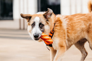 Собаки и кошки в добрые руки