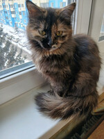 Собаки и кошки в добрые руки