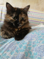 Собаки и кошки в добрые руки