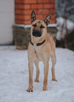 Собаки и кошки в добрые руки