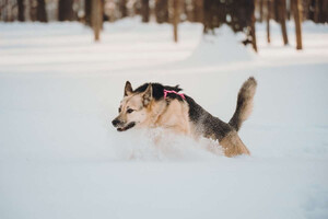 Собаки и кошки в добрые руки