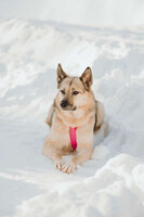 Собаки и кошки в добрые руки