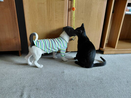 Собаки и кошки в добрые руки