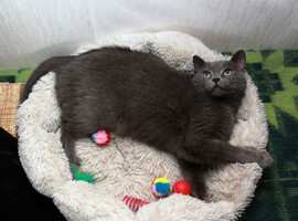 Собаки и кошки в добрые руки