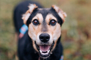 Собаки и кошки в добрые руки