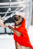 Собаки и кошки в добрые руки