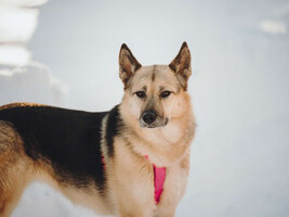 Собаки и кошки в добрые руки