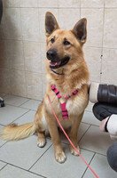 Собаки и кошки в добрые руки