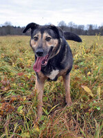 Собаки и кошки в добрые руки