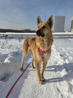 Собаки и кошки в добрые руки