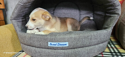 Собаки и кошки в добрые руки