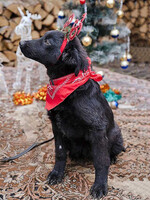 Собаки и кошки в добрые руки