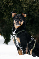 Собаки и кошки в добрые руки