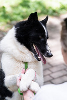 Собаки и кошки в добрые руки