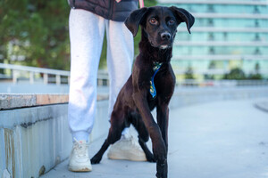 Собаки и кошки в добрые руки