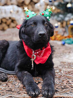 Собаки и кошки в добрые руки